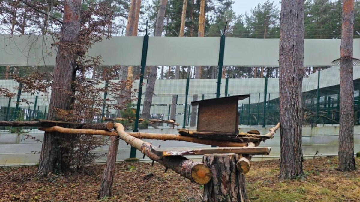 ZOO BOJNICE: NÁJDI MAČKU DIVÚ