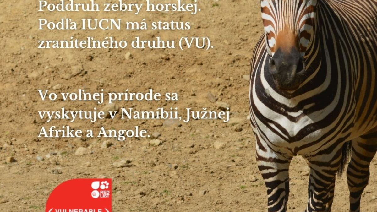 ZOO BOJNICE: 31. januára oslavujeme Medzinárodný deň zebier.