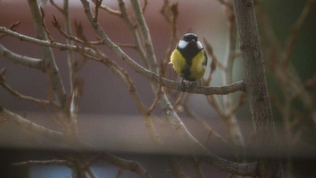 BSK: Zimné menu pre operencov: Ako správne kŕmiť a nezabiť ich dobrotou