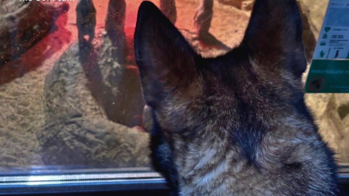 ZOO BOJNICE: FOTO NA VEČER