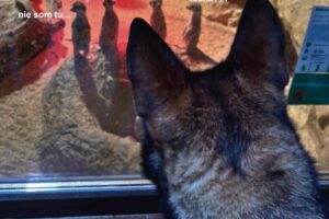 ZOO BOJNICE: FOTO NA VEČER