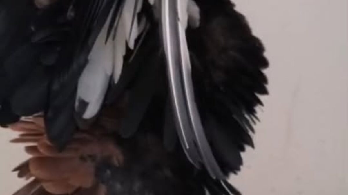 ZOO BOJNICE: HADIAR KRÁTKOCHVOSTÝ