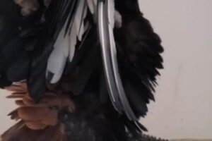 ZOO BOJNICE: HADIAR KRÁTKOCHVOSTÝ