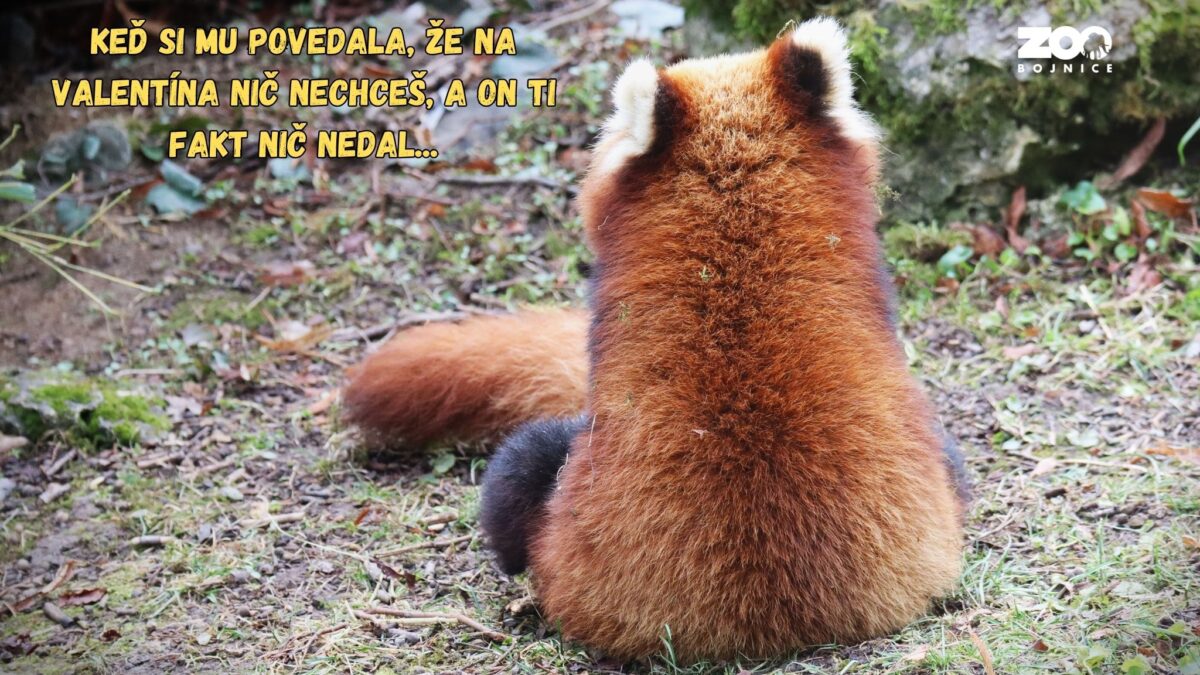 ZOO BOJNICE: Ešte stále môžeš svoju lásku zobrať k nám do zoo. Vo februári máme otvorené od 9. do 16. hodiny.