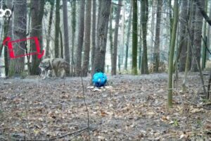 ZOO BOJNICE: VLKY A LOPTA