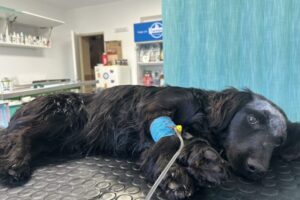 Opakovane ho bil a strieľal mu do hlavy, súd potrestal seniora za obzvlášť kruté...