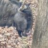 ZOO BOJNICE: Aj pakôň modrý si vie špárať v nose…