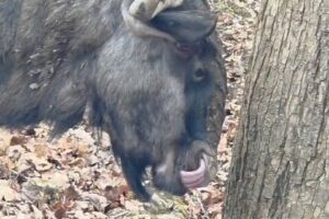 ZOO BOJNICE: Aj pakôň modrý si vie špárať v nose…