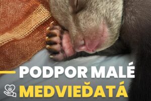 ZOO BOJNICE: Mladučké životy. Veľká zodpovednosť.