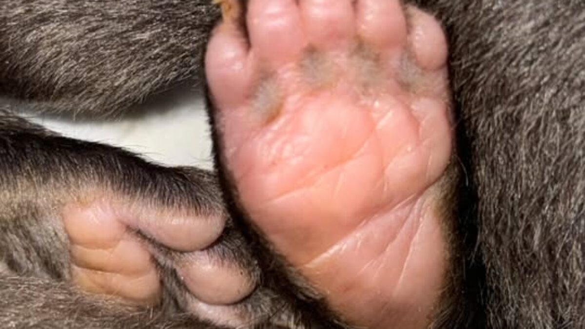 ZOO BOJNICE: Napriek všetkej snahe…