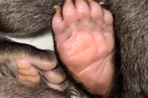 ZOO BOJNICE: Napriek všetkej snahe…