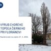 Mesto Modra: VÝRUB CHORÉHO STROMU V PARKU PRI FLORIÁNOVI Z BEPEČNOSTNÝCH DÔVODOV