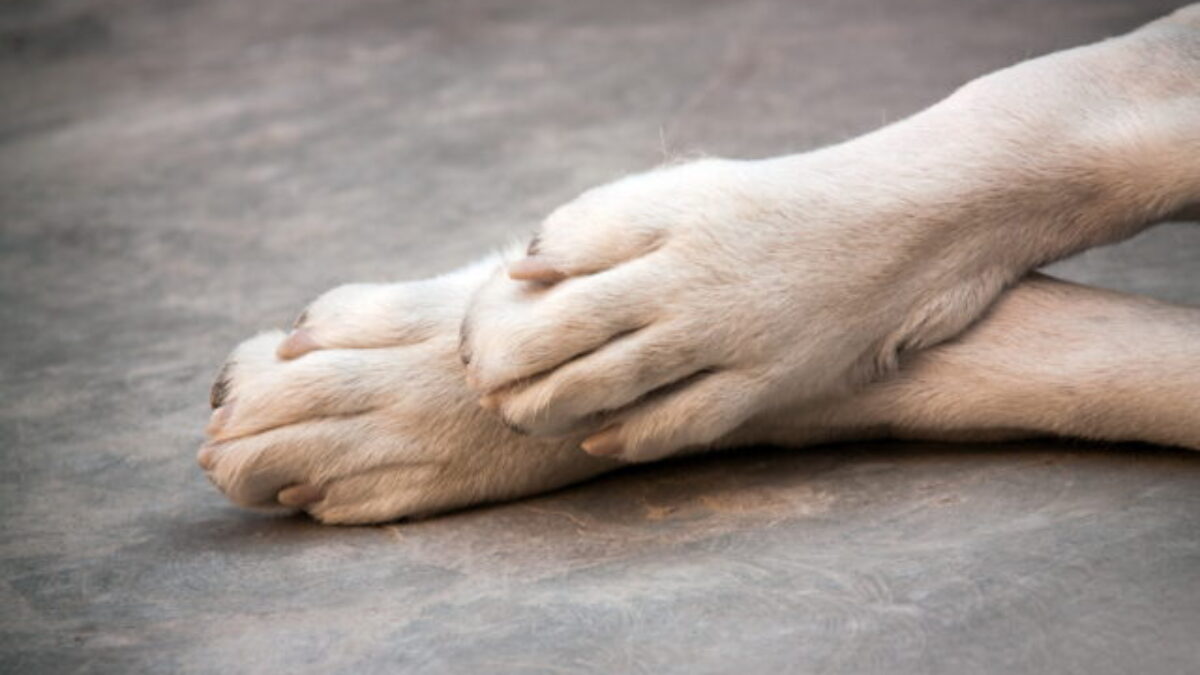 Muž zbil palicou psa tak, že doráňané zviera museli utratiť, dostal 18-mesačnú podmienku