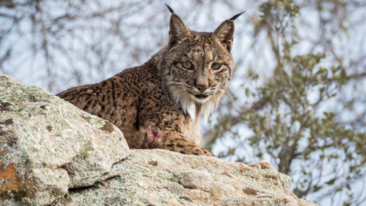 Nové výbehy aj detské ihrisko: ZOO Bratislava pokračuje v modernizácii