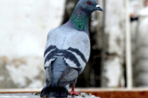 Michalovce zakázali obyvateľom kŕmiť holuby, mesto zaznamenalo zvýšený počet vtá...