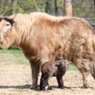 Unikát v bratislavskej ZOO, narodilo sa mláďa takina zlatého, jedného z najvzácn...