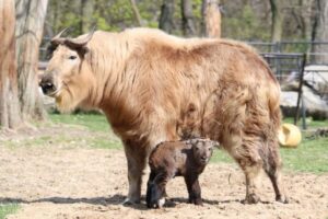 Unikát v bratislavskej ZOO, narodilo sa mláďa takina zlatého, jedného z najvzácn...