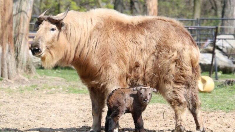 Unikát v bratislavskej ZOO, narodilo sa mláďa takina zlatého, jedného z najvzácnejších druhov – VIDEO, FOTO