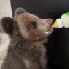 ZOO v Košiciach otvorila svoju jubilejnú 40. sezónu, najväčšiu pozornosť pútal n...