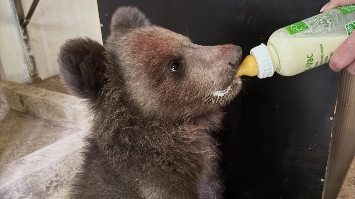 ZOO v Košiciach otvorila svoju jubilejnú 40. sezónu, najväčšiu pozornosť pútal nový prírastok