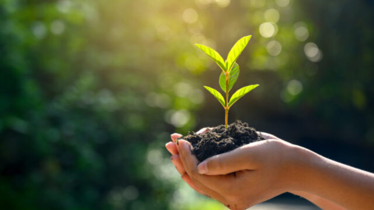 PlantHealth4Life – jednoduché kroky, ktoré chránia naše rastliny