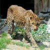 ZOO Bratislava otvorila zmodernizovaný pavilón šeliem, zvyšuje tak komfort zvier...