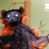 V bojnickej zoo vyhlásili pátranie po lemurovi, pravdepodobne utiekol počas noci...