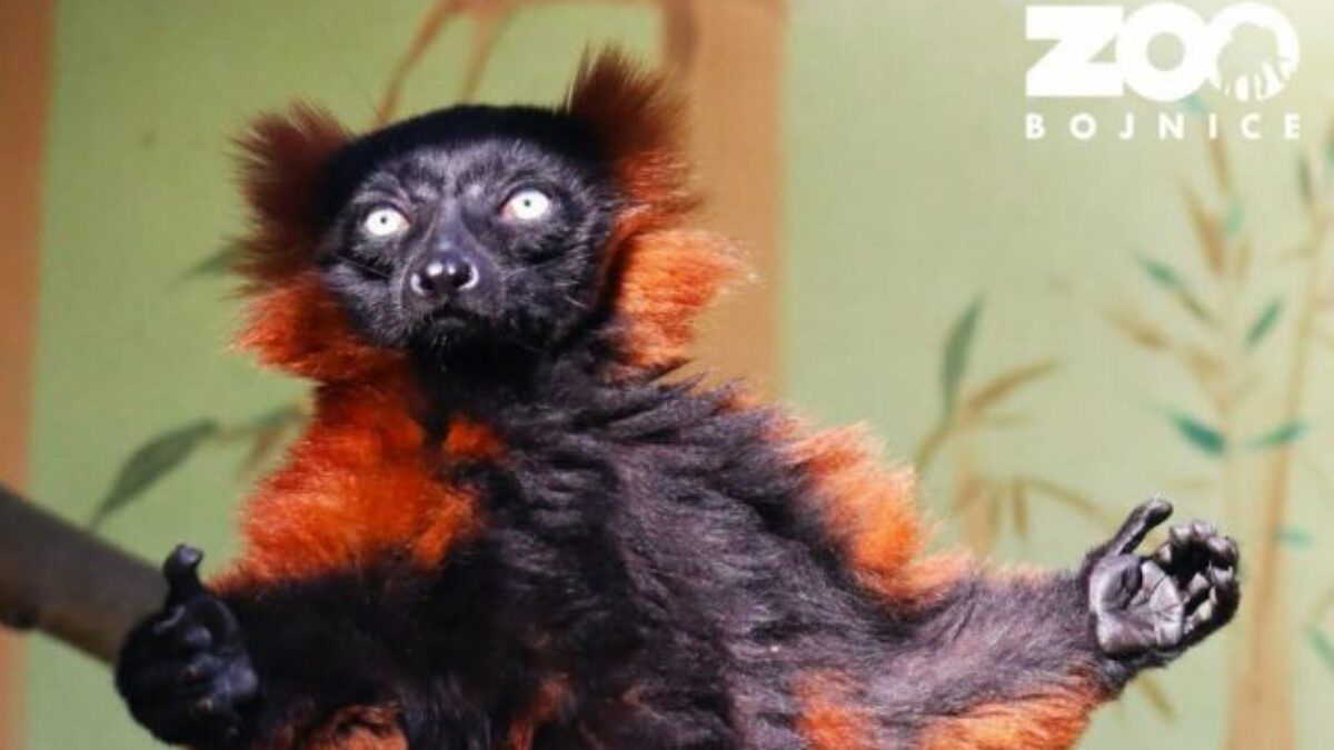 V bojnickej zoo vyhlásili pátranie po lemurovi, pravdepodobne utiekol počas noci – FOTO
